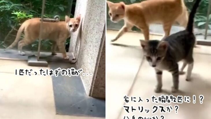 ニャトリックス？分身の術？1匹だったはずの猫が突如2匹に！