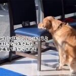 動物病院の待合室でおりこうさんに順番を待っていたゴールデン。リスさんの動画があれば病院も怖くないよ