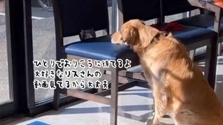 動物病院の待合室でおりこうさんに順番を待っていたゴールデン。リスさんの動画があれば病院も怖くないよ