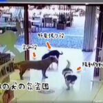 3匹組の犬の窃盗団。見張り役を立て、陽動作戦でぬいぐるみを盗み出す