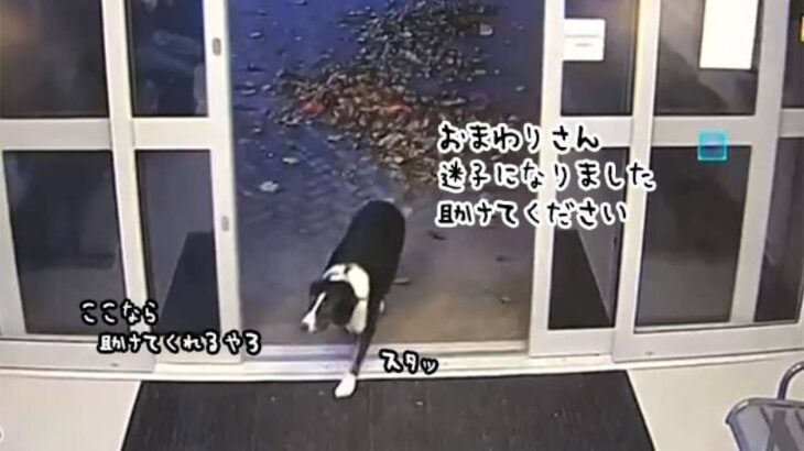 困ったときはここって人間がいってた。道に迷ったボーダーコリー犬が警察署を訪れ助けを求める