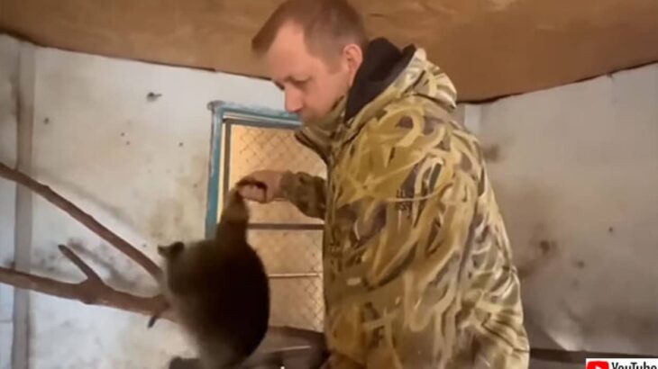 ウクライナの動物園からアライグマとラマを奪い取るロシア兵の姿が目撃される