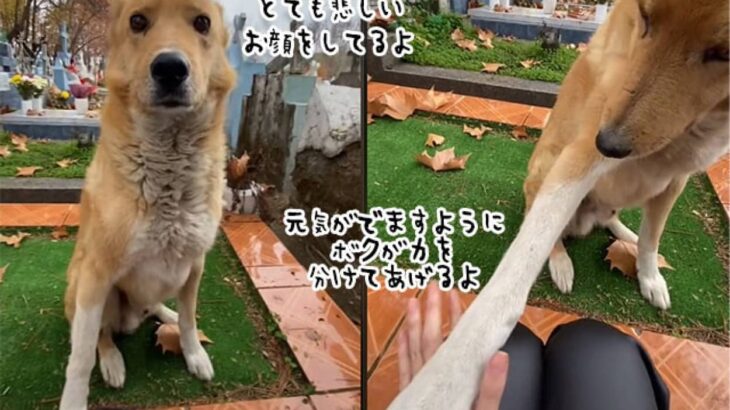 お墓の前で泣いている女性をなぐさめようと、そばに寄り添い手を差し伸べた犬の守護天使