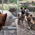 動物園に犬を連れて言ったら、リカオンに大人気だった件