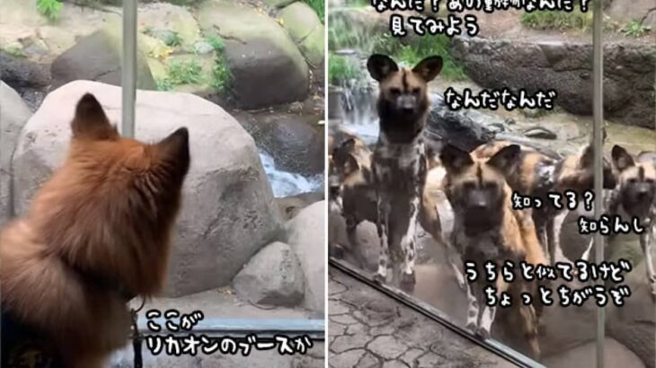 動物園に犬を連れて言ったら、リカオンに大人気だった件