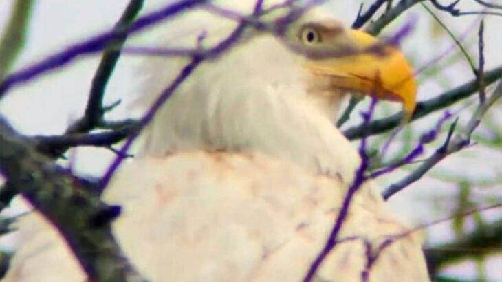 アメリカで、非常に珍しい白変種のハクトウワシが目撃される