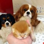 生まれたばかりの子猫を犬たちに紹介。早く仲良くしたくてワクワクが止まらない