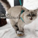 好奇心と絶望の狭間で…猫の雪に対する向き合い方