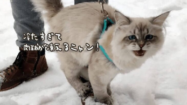 好奇心と絶望の狭間で…猫の雪に対する向き合い方