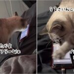 うっせぇにゃ！スマホのアラームが鳴ると速攻消しにくる猫