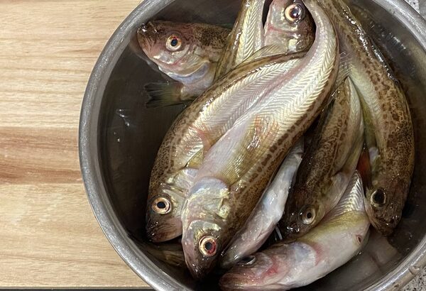 【画像】田舎住みワイ、魚醤を作る！