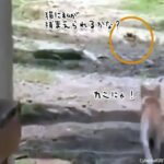 カニの誘いに乗って猛ダッシュした猫だが、思わぬ刺客が待っていた。