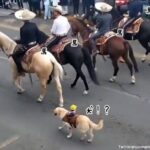 馬のパレードに混じって犬が参戦！ちゃんと騎手も乗ってるんだぜ（人形だけど）