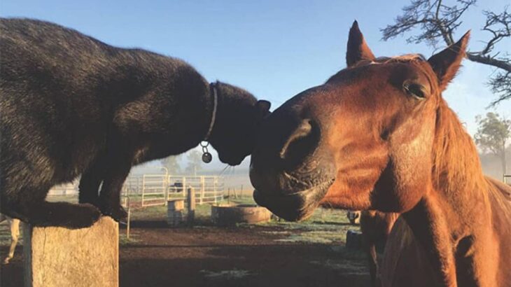 大好きと大好きはこだまする。猫の姿を見ると全力で駆けつける馬