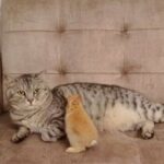 愛猫の「ちょっとだけひとりにしてくれニャいかな」子ウサギたちに懐かれすぎてパーソナルスペースを探し求める猫