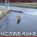 【災害】3.11の時に被災地に置き去りにされたペットたちのドキュメンタリーみて思ったんだが…