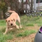 かしこくてけなげな犬。自動ボール投げ器を買ってあげたら永久機関が完成する