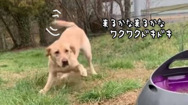 かしこくてけなげな犬。自動ボール投げ器を買ってあげたら永久機関が完成する