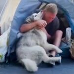 ハスキーがホームレスの人生を変えた？パリの街角で、愛犬と一人の男性との出会いが奇跡起こした物語