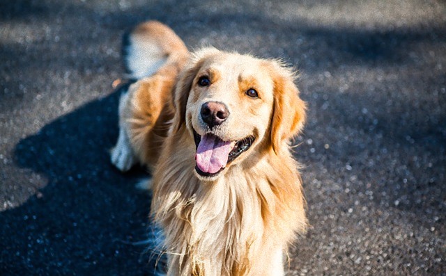 森で迷子になった少女姉妹を救ったのは飼い犬のゴールデン・レトリバー。片時もそばを離れず守り抜く