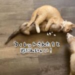 フェレットと遊びたい子猫、ケージを開けたら猫まっしぐら！