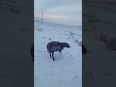 【動画】マイナス５１℃のロシア、動物たちが生きたまま凍ってしまう