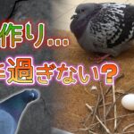 【悲報】ハトさん、鳥のくせに巣が上手に作れない。。。(画像ｱﾘ)