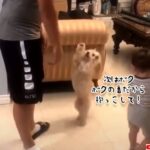 今度はボクの番！子供の次に「たかいたかい」をしてもらおうとおねだりする犬