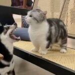 年の瀬はあたたかい気持ちになりたいから！愛猫と愛犬の仲良しキュートな動画を詰め合わせでお楽しみください