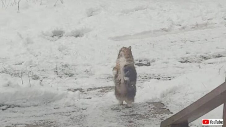 初雪を見た愛猫「ひらひらニャ！」と、舞い降りてくる雪をつかまえようとする