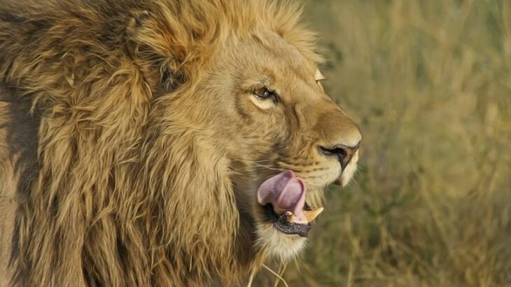 そんなオプション聞いてない！動物園でライオンを身近に感じられる宿泊体験中、ライオンが脱走