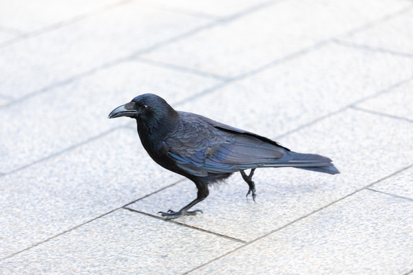 【悲報】岐阜駅、カラスに乗っ取られる・・・。