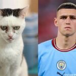 フィル・フォーデン？イギリスのサッカーファンが釘付けになった激似の猫