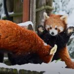 控えめにいってもかわいすぎる。レッドパンダの子、初めての雪に大興奮