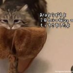 猫なりの恩返し？家族に迎え入れてくれた飼い主に毎朝欠かさずルームシューズを届けてくれる猫