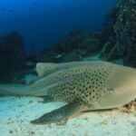 水族館のトラフザメが父親のいない卵を産む。水槽にはオスがいるにもかかわらず