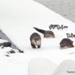 ズサーッ! カワウソたちが楽しそうにお腹で雪滑り