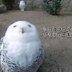 見ているだけで幸せになれる、シロフクロウの癒しスマイル