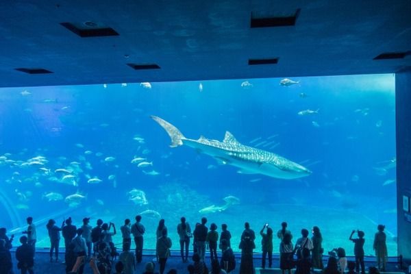 【大惨事】世界最大の円柱アクアリウムが爆発！お魚さん1500匹が死亡…(動画ｱﾘ)