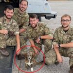 イギリス海軍兵らが、海外駐留中に出会った野良の子犬を母国に連れ帰る計画