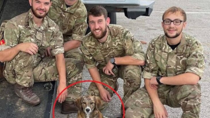 イギリス海軍兵らが、海外駐留中に出会った野良の子犬を母国に連れ帰る計画