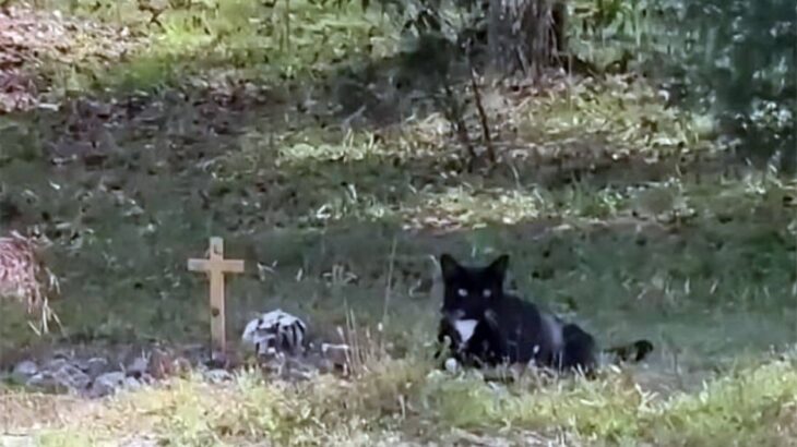 大切な人を亡くし絶望の淵にいた女性を救ったのは、隣人の飼い猫だった