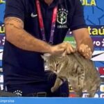 ブラジルがクロアチアに負けたのは猫の呪い？ワールドカップまさかのPK負けで広がる噂