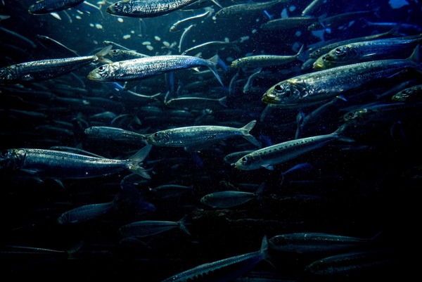 【画像】ワイが水族館で見つけた面白い魚の写真ｗｗｗｗｗｗｗｗｗ