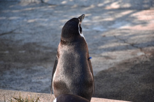 【画像】ペンギン、凄すぎる。これ事実上地球の支配者だろうｗｗｗｗｗ