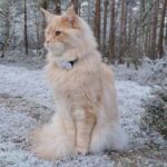 愛猫の大好きな季節がやって来た！雪化粧の森を探検するメインクーン