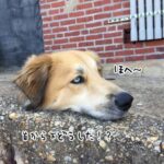 犬の首から下どうした！？ネットがざわついた1枚の画像