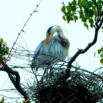 【画像】鳥「ﾊｧﾊｧ…めっちゃ知的で複雑な巣を作ったぞ…！！」鳩カス「まあこんなもんでええやろ（産卵）」