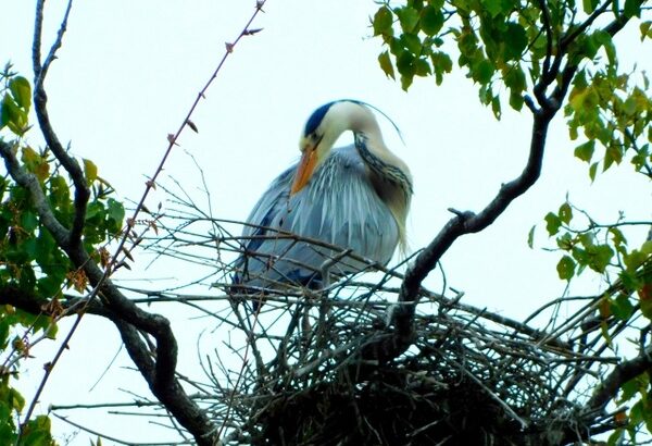 【画像】鳥「ﾊｧﾊｧ…めっちゃ知的で複雑な巣を作ったぞ…！！」鳩カス「まあこんなもんでええやろ（産卵）」