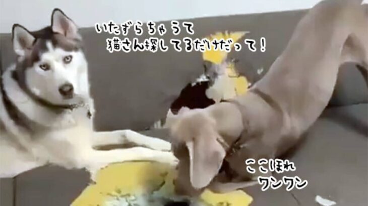 ママさん、猫ここにいたよ！犬たちの捜索が激しすぎた件